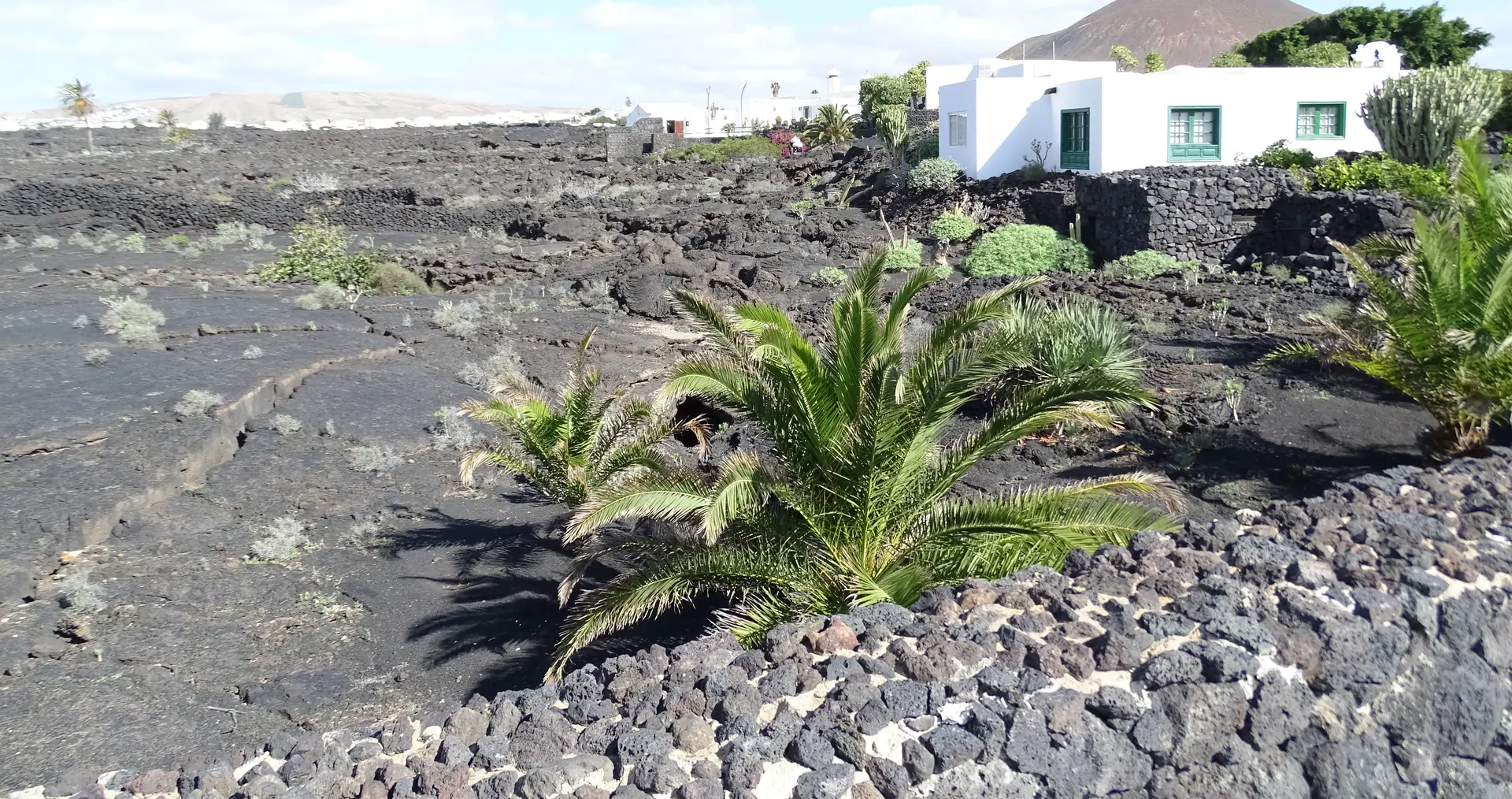 Campo de lava negra en Tahíche con palmeras bajas y una casa blanca de ventanas verdes; al fondo, la montaña